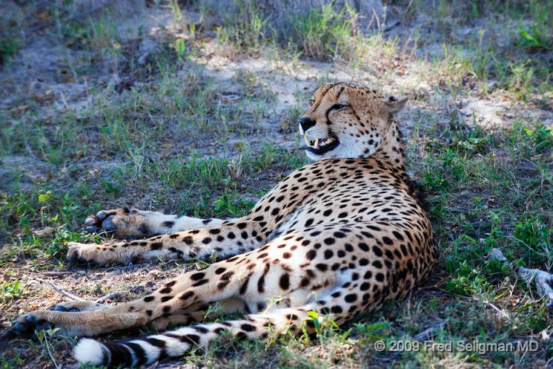 20090615_132731 D3 (1) X1.jpg - Cheetahs are not easy to sight.  I was fortunate to experience 2 cheetah sightings in Botswana